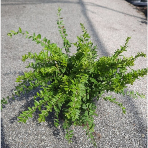 Lonicera